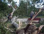 Według szacunków nawałnice zniszczyły ponad 44 tys. hektarów lasów  