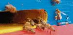 Pszczoły z gdańskiego centrum handlowego wyprodukują miód już w przyszłym roku.