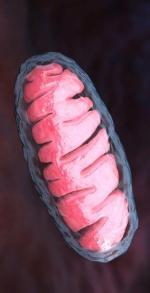 Mitochondrium, elektrownia komórki z wiekiem traci moc 