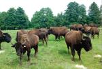 Stado bizonów liczy już 80 sztuk.