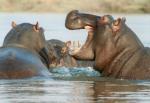 90 proc. handlu hipopotami odbywa się przez Hongkong 