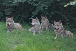 Dziś wilki są pod ochroną, a ludzie próbują przywrócić je środowisku i zmienić złe zdanie o nich 