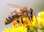 Z 470 gatunków pszczołowatych w Polsce zagrożone są 222 