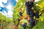 Podkarpacie winnice produkują ok. 400 tys. l winna rocznie.