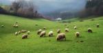 Największe w Polsce stado owiec wypasa się w gminie Komańcza.