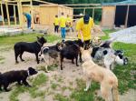 Dużo pracowników wrocławskich korporacji opiekuje się psami w schronisku prowadzonym przez Fundację Pomocy Zwierzętom Matuzalki.