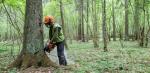 Wycinka drzew w Puszczy Białowieskiej na dużą skalę zaczęła się wiosną 2016 r. Uzasadniano ją wzrostem liczebności kornika 