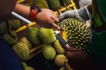 Farmerom, którzy naruszą standardy jakości duriana, grozi nawet odsiadka. Na zdjęciu klient na targu sprawdza, czy owoc jest dojrzały 