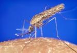 Anopheles gambiae przenosi pasożyty powodujące malarię 