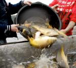 Ryby sprzedawane przed świętami mają pływać  w dużo większej ilości wody  – proponują posłowie partii rządzącej 