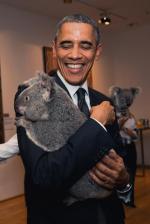 Misie koala stały się jednymi  z narzędzi australijskiej dyplomacji. Zdjęcia prezydenta USA Baracka Obamy przytulającego niedźwiadka  Jimbelunga odciągnęły na chwilę  uwagę mediów od rozmów  przywódców państw G20 podczas szczytu w Brisbane w 2014 r.  