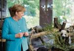 Podczas spotkania Xi Jinpinga z Angelą Merkel  w 2017 r. przywódcy Chin i Niemiec wspólnie  odwiedzili berlińskie zoo, gdzie niewiele wcześniej  trafiły dwie chińskie pandy,  wypożyczone przez Pekin na 15 lat 