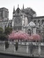 Na odbudowę Notre Dame zebrano już miliard euro. Koszt może być jednak kilkukrotnie wyższy   