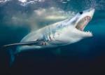 Technologia  AI oszukała rekiny  i pomogła naukowcom  w badaniach 
