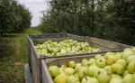 Stosowane w umiarze, zgodnie z prawem i zaleceniami producentów, środki ochrony roślin przyczyniają się do produkcji  wysokiej jakości owoców i warzyw