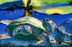 Handel pochodzącym  z Ameryki Północnej żółwiem malowanym (Chrysemys picta), należącym  do rodziny żółwi błotnych, został zakazany w Unii Europejskiej  ze względu  na zagrożenie dla rodzimych gatunków europejskich  