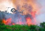 Przyczyną podpaleń w Brazylii najprawdopodobniej jest chęć oczyszczenia ziemi pod hodowlę bydła
