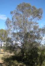 To niepozorne drzewo, które rośnie w Australii jest twardsze niż beton