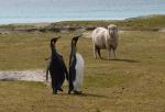 Falklandy są znane z niezwykle różnorodnej fauny. Choć wyspy są oddalone o kilkanaście tysięcy kilometrów od Londynu, także boleśnie odczują ewentualne wyjście kraju z Unii bez żadnego porozumienia. Nie zostaną objęte m.in. niedawno podpisanym układem o wolnym handlu między UE a sąsiednimi krajami Mercosuru: Argentyną, Brazylią, Urugwajem i Paragwajem 