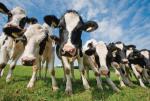 ≥McDonald’s dąży do pozyskiwania wołowiny z hodowli prowadzonych w zrównoważony sposób 
