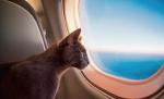 Kot podróżujący nielegalnie Aerofłotem  stał się bohaterem Facebooka. Linia lotnicza ostro zareagowała 