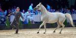 W 2018 roku podczas Pride  of Poland  w Janowie Podlaskim sprzedano  6 z 11 oferowanych koni. Na zdjęciu klacz Parmana, sprzedana za 180 tys. euro 