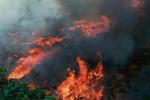 Pożary Amazonii pokazały, jak wiele na Ziemi mamy do stracenia 