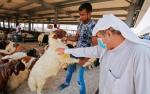 W święto  Id al-Adha muzułmanie dzielą się mięsem zwierząt zabijanych  na pamiątkę ofiary złożonej przez Abrahama. Zazwyczaj są to owce i barany,  ale także wielbłądy  czy byki.  Na zdjęciu przedświąteczny targ zwierząt  w stołecznym Kuwejcie  