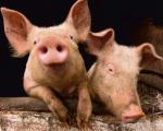 Firma Revivicor wykorzysta świnie,  m.in. do produkcji leków. 