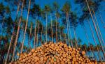 Lasom Państwowym nie udało się w 2020 r. wykonać planu pozyskania drewna. W tym roku surowiec także sprzedaje się kiepsko 