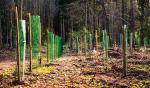 Mimo kryzysu związanego z pandemią, który dotknął też Lasów Państwowych, odnawianie drzewostanów pozostało dla leśników priorytetem 