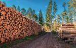 Jeszcze rok  temu lockdown  z powodu pandemii uniemożliwił leśnikom wykonanie zaplanowanych  cięć i sprzedaży drewna,  dziś surowiec  jest rozchwytywany,  a ceny drewna poszybowały