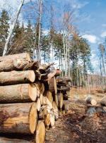 Zgodnie z oficjalnymi danymi Lasów Państwowych co roku  z polskich lasów wyjeżdża 40 mln m sześc. drewna 