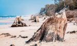 Fragmenty pni drzew sprzed 3 tys. lat – odkryte na plaży po sztormie, Słowiński Park Narodowy 