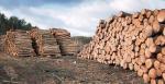 W ostatnich miesiącach ceny drewna na wolnym rynku biją rekordy. 