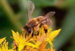 Spośród  470 gatunków pszczół żyjących w Polsce, na wsparcie ludzi może liczyć pszczoła miodna 