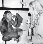 Gorylica Koko i psycholożka Francine Patterson z Uniwersytetu Stanforda w Kalifornii, 1972 rok. Gorylica nauczyła się używać ponad tysiąca znaków gorylego języka migowego. Lubiła żartować, a czasem kłamać. Zasłynęła również tym, że miała kotka i opłakiwała go, gdy umarł