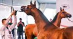Konie ze stadniny w Janowie Podlaskim są jedną z wizytówek polskiej hodowli 
