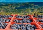 W roku 2021 we Francji winogrona niszczyły najpierw kwietniowe mrozy, potem majowe ulewne deszcze, a w końcu sierpniowe pożary 