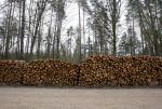 W 2017 r. pozyskano z Puszczy Białowieskiej największą ilość drewna rocznie od czasów PRL
