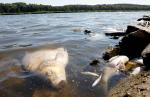 Katastrofa zaczęła się 26 lipca w okolicach Oławy, fala trucizny doszła do ujścia rzeki Warty – informują Wody Polskie