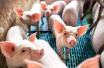 W 2016 r. przeciętne stado w Polsce liczyło średnio 48 świń, dziś liczy 158. W drugim kwartale 55 proc. pogłowia świń – 5,5 mln sztuk – hodowano w stadach liczących ponad 1000 sztuk.