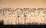Ptaki i turbiny wiatrowe nie idą w parze. Ochroną zwierząt i ograniczeniem wyłączeń wiatraków zajął się rodzimy start-up Bioseco