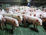Dziennie w Polsce znika po kilkadziesiąt stad świń.