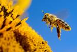 Środki ochrony roślin bywają przyczyną ginięcia pszczół i trzmieli