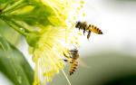 Fińscy badacze z Uniwersytetu Tampere pracują nad możliwością zastąpienia pszczół małymi robotami, które do latania wykorzystują wiatr i światło
