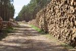 Mimo sankcji drewno z Białorusi wciąż trafia do Polski