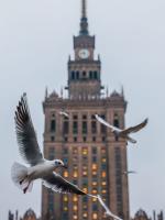 Najbardziej znanym ptakiem gnieżdżącym się w Pałacu Kultury i Nauki jest sokół wędrowny. Poluje na gołębie miejskie. Żeby uniknąć śmierci, dokonują one cudów zręczności. Na zdjęciu, sfotografowane zimą, mewy śmieszki, także często spotykane w Warszawie. One również unikają sokołów