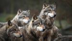 W czasach jaskiniowców wilk szary (Canis lupus, na zdjęciu) występował na wielkich połaciach półkuli północnej. Pierwsze psy oddzieliły się od wilczej linii 40–14 tys. lat temu