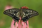 Motyl Papilio xuthus zainspirował naukowców, którzy opracowali czujnik zdolny do „widzenia” komórek nowotworowych